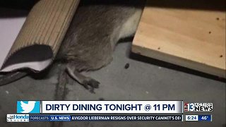 Preview: Rats at a grocery store on Dirty Dining