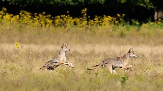 Charging Coyotes To Fighting Coons