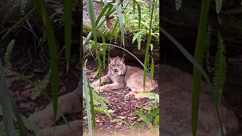 Gilligan, the Canada Lynx, is in a cozy comfy napping mood so he ignores his keeper 2023 Jan