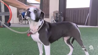 Big Dog Ranch needs help getting dogs adopted