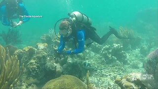 Florida Aquarium coral experts make historic breakthrough
