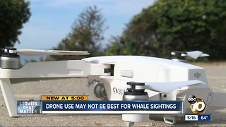 Drone use could startle whales during sightings