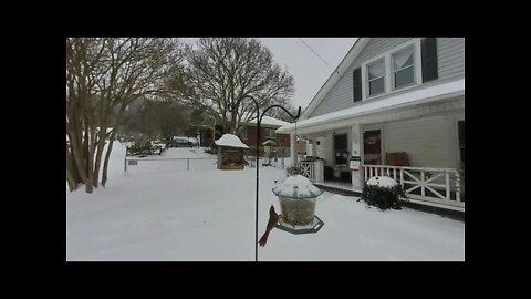 Stand in the snow watching birds 180 3D SBS VR