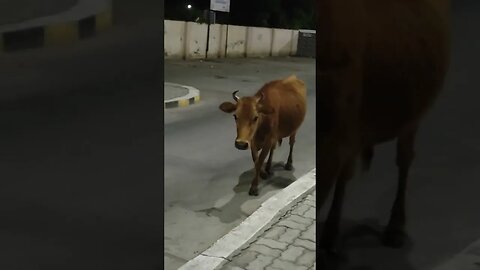 "Vellore's Serene Secret: Stunning Cow Captured at 3:25 AM in New Bus Stand",#shortvideo,#animal.