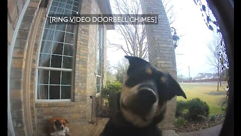 Family Dogs Learn to Use Ring Video Doorbell to Get Attention of Owners