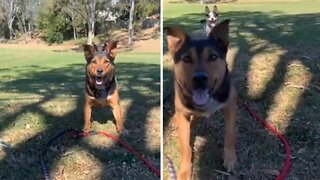 Super Cool Pup Performs Incredible Backflip Trick