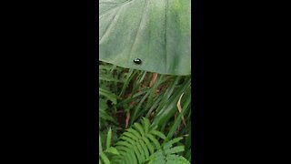 The ladybug is lying on the leaf lazily enjoying the wonderful sunshine life. It is really enviable