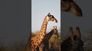 Giraffe scenes along the Limpopo River, South Africa #nature #giraffe #wildlife