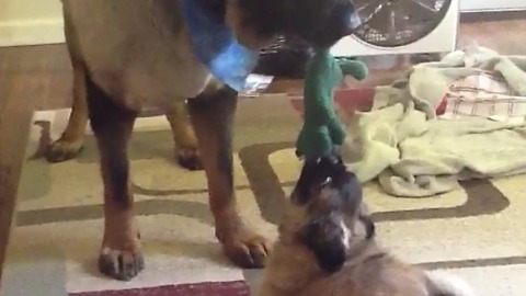 Two Stubborn Dogs Playing Tug Of War