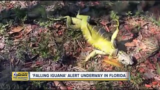 'Falling iguana' alert underway in Florida