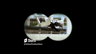 Snakebird on binoculars