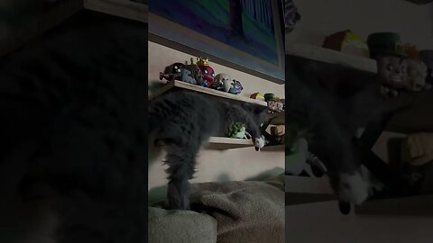 Maine Coon Kitten Attacks Funko Pops #mainecoon #cat