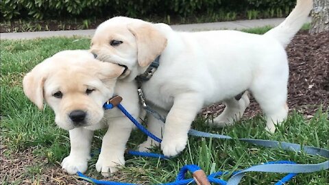 Funniest & Cutest Labrador Puppies #2 - Funny Puppy Videos 2022