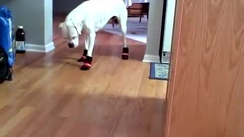 Boxer struggles to walk in snow boots
