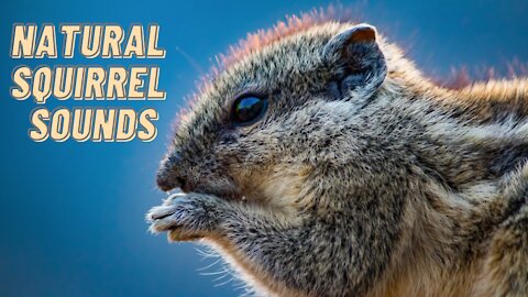 Natural Squirrel Sounds Effect Video By Kingdom Of Awais