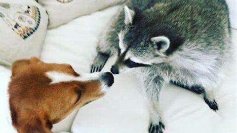 Cute and gentle dog playing with a playful raccoon