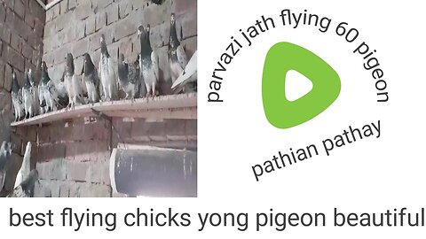 bestflying breedar pair pigeon beautiful parvaazi