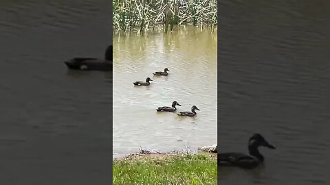 Ducks Come Back to Visit Our Pond | Wildlife | Country Life | #Shorts | #Ducks #Pond