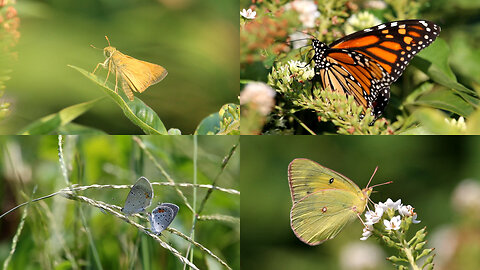 Butterfly Compilation