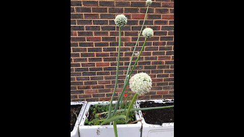 Seed Saving - Onions, Spinach (and Poppy)