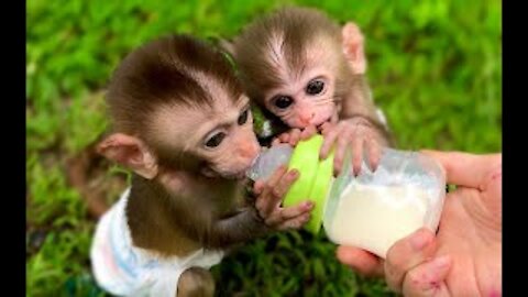 ❤️❤️Cute baby monkey duo, Baby monkey drinking milk❤️❤️