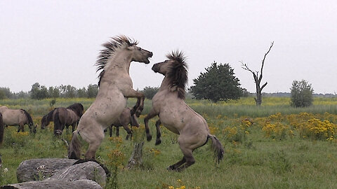 Fighting Wild Horse Gets Help From Friend During Scuffle