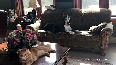 Big Dog Likes To Nap With The Kitty Cats