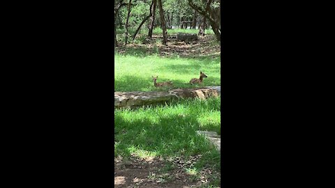 Pair of Fawns chill in the shade
