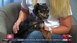 Pet of the Week: three-year old Wendy