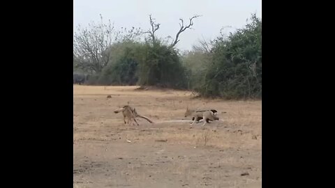 animal battle