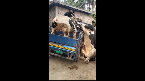 Dramatic moment cow falls from pickup truck