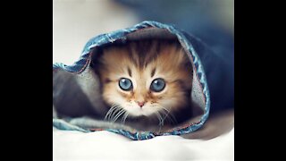 Cutest Kitten Video "NOT CLICK BAIT"