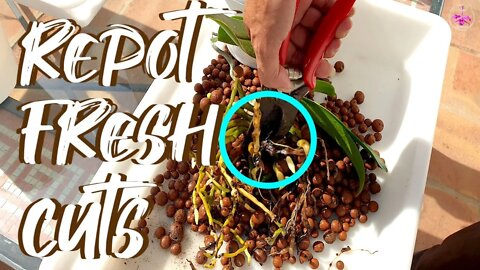 Cutting / Shortening Phalaenopsis stems & repotting tips | Does the stem of a phalaenopsis rot?