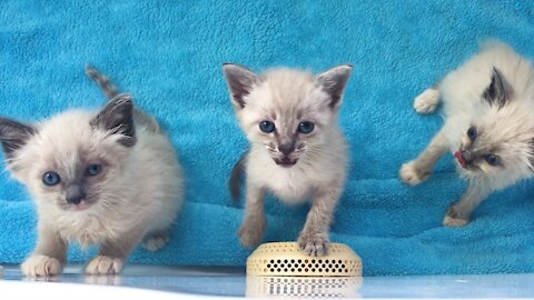 The Loudest And Cutest Siamese Kittens Ever