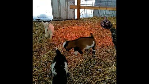#goats #babygoats #homestead #homesteading #farm #farmanimals #farmlife #cute