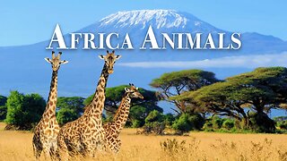 Africa Music - Животные 4K - Замечательный фильм о дикой природе с успокаивающей музыкой