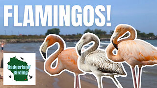Flamingo Mania! Spotting Wisconsin's FIRST EVER WILD Flamingos!