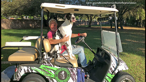 Funny 7 Month Old Great Dane Puppy Goes For a Golf Cart Ride