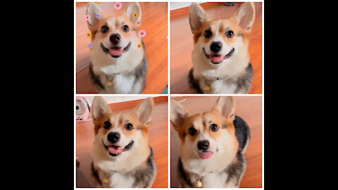 How To Make A Cute Corgi Become Aggressive Instantly With Few Simple Tricks