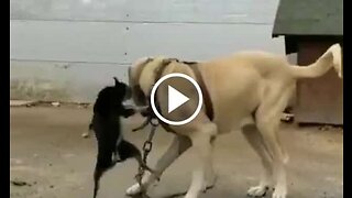 Anatolian Shepherd Dog and Friend