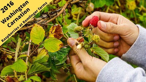 Carnation Washington: Picking Raspberries at Remlinger farms 2016