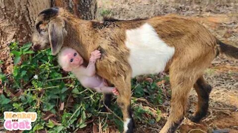 Cute baby monkey and goat look for food in the forest