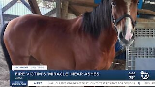 Valley Fire victim grateful horses survived