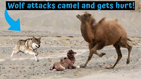 Wolf attacks camel and gets hurt!
