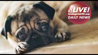 LIVE! DAILY NEWS | How You Can Dogs and Cats from Being Put Down in San Angelo