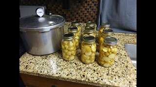 Pressure Canning Yukon Gold Potatoes 6/26/23