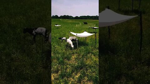 "GLAMPING" in the Lamb Nursery!! #shorts #babylambs #homesteading