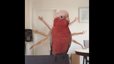 Parrot poses for 'Slum Bird Millionaire' parody video