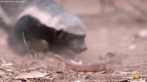 Snakes Messed With The Wrong Opponent.Funny animals.