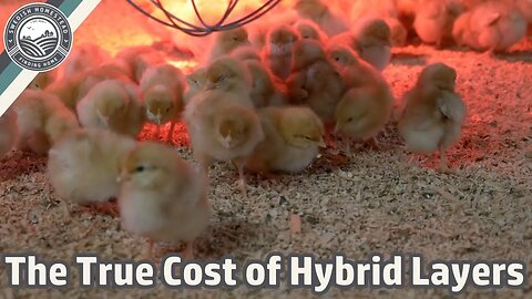 200 Dead Chicks | The Price of Hybrid Layers